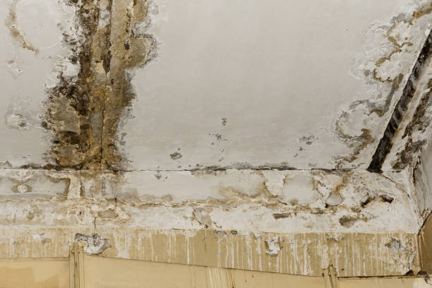 Best Emergency water damage restoration  in Roma, TX